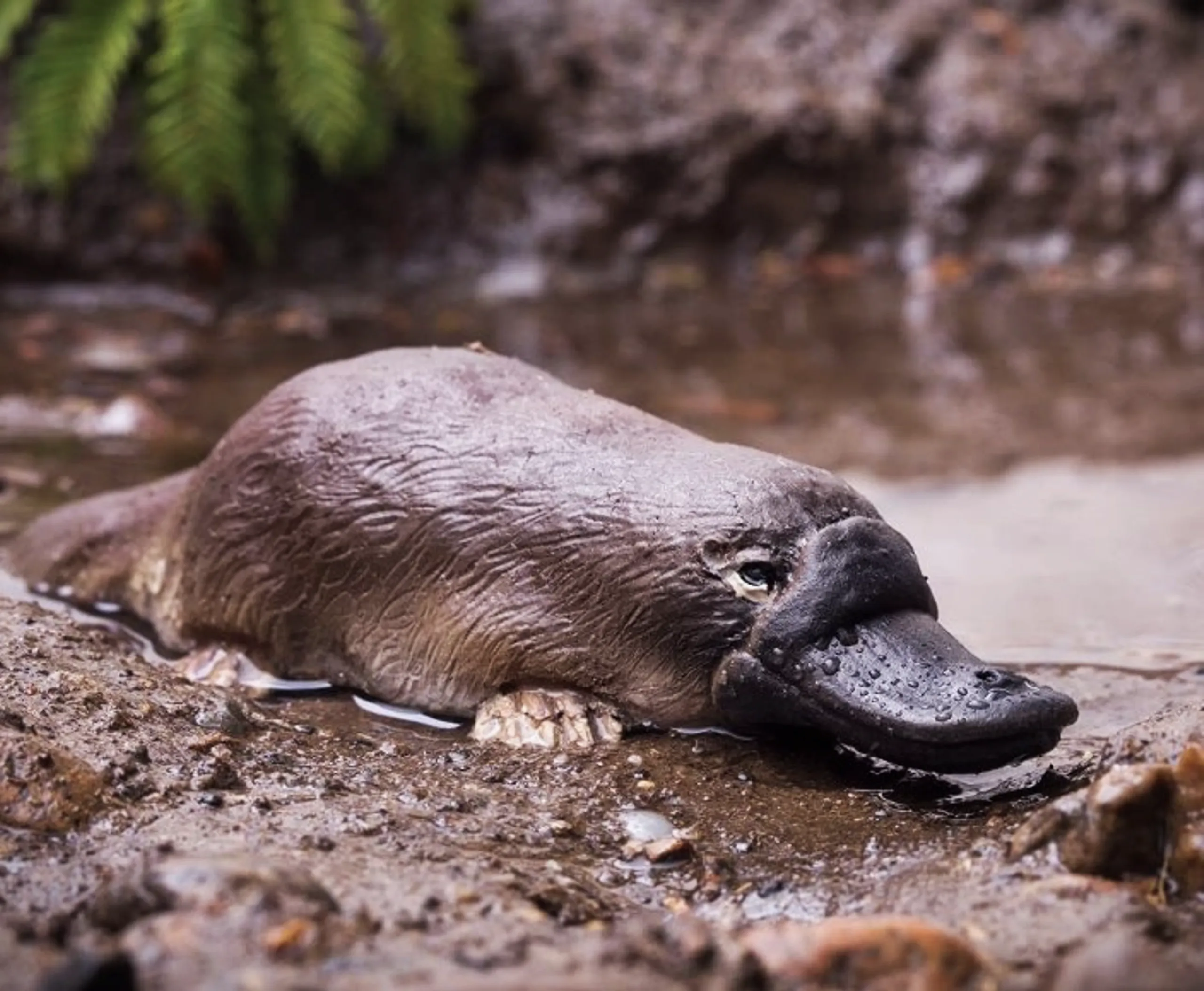 an image of a platypus for platypus tours and travel